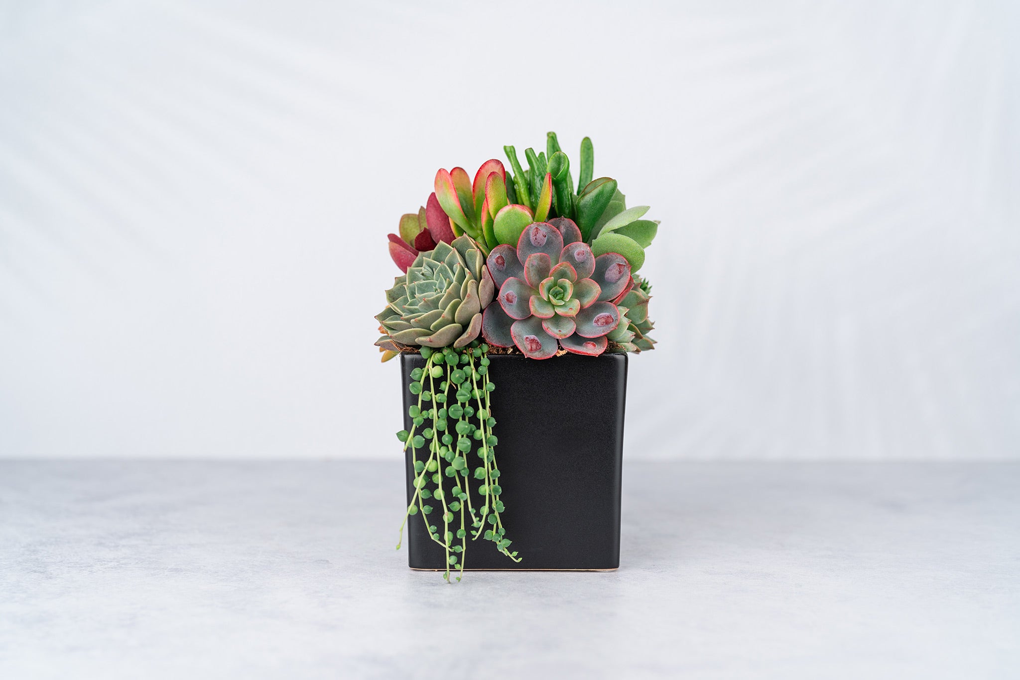 succulents in black vase Black Cube Ceramic Succulent Arrangement