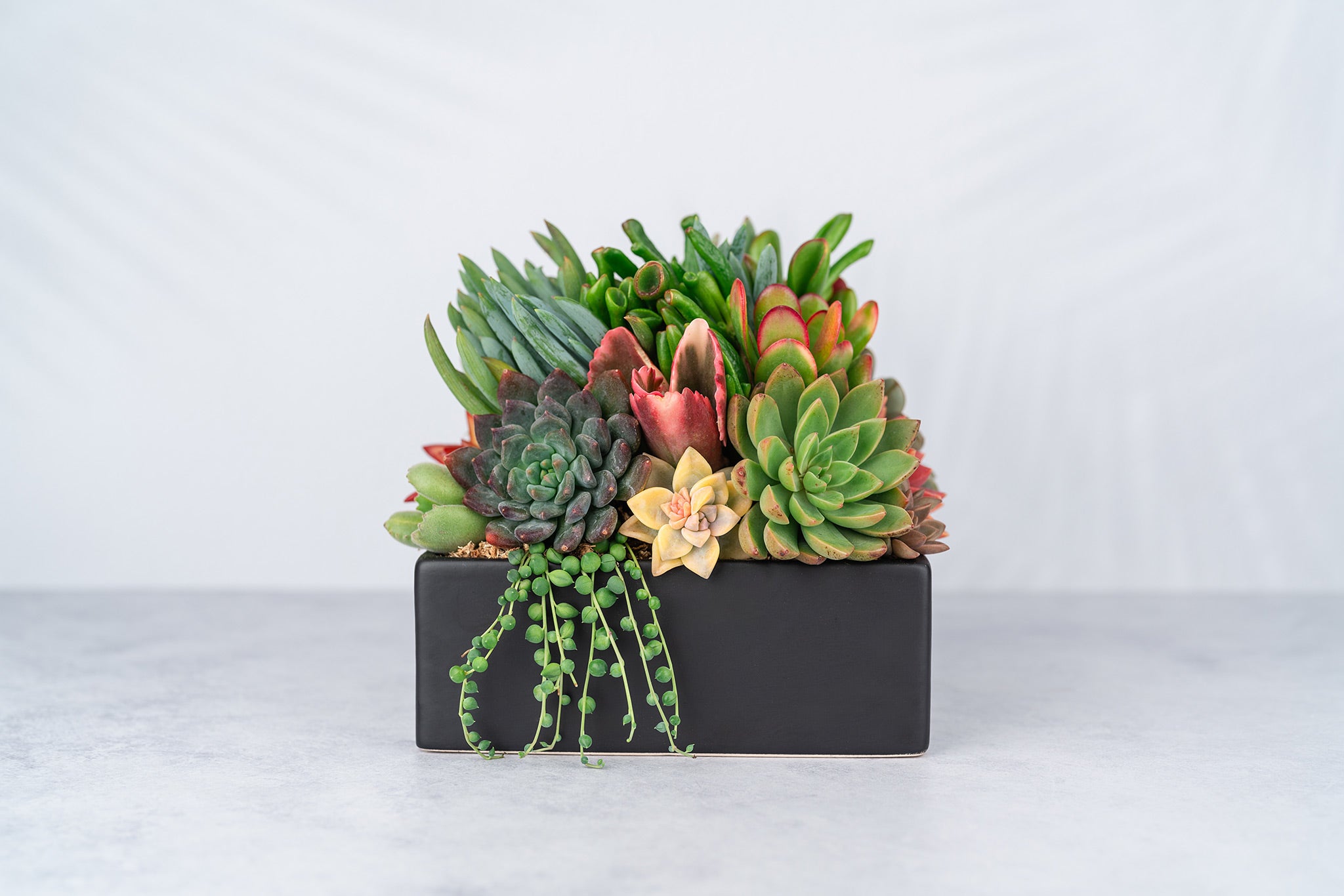 boxy succulent Black Square Succulent Arrangement Planter