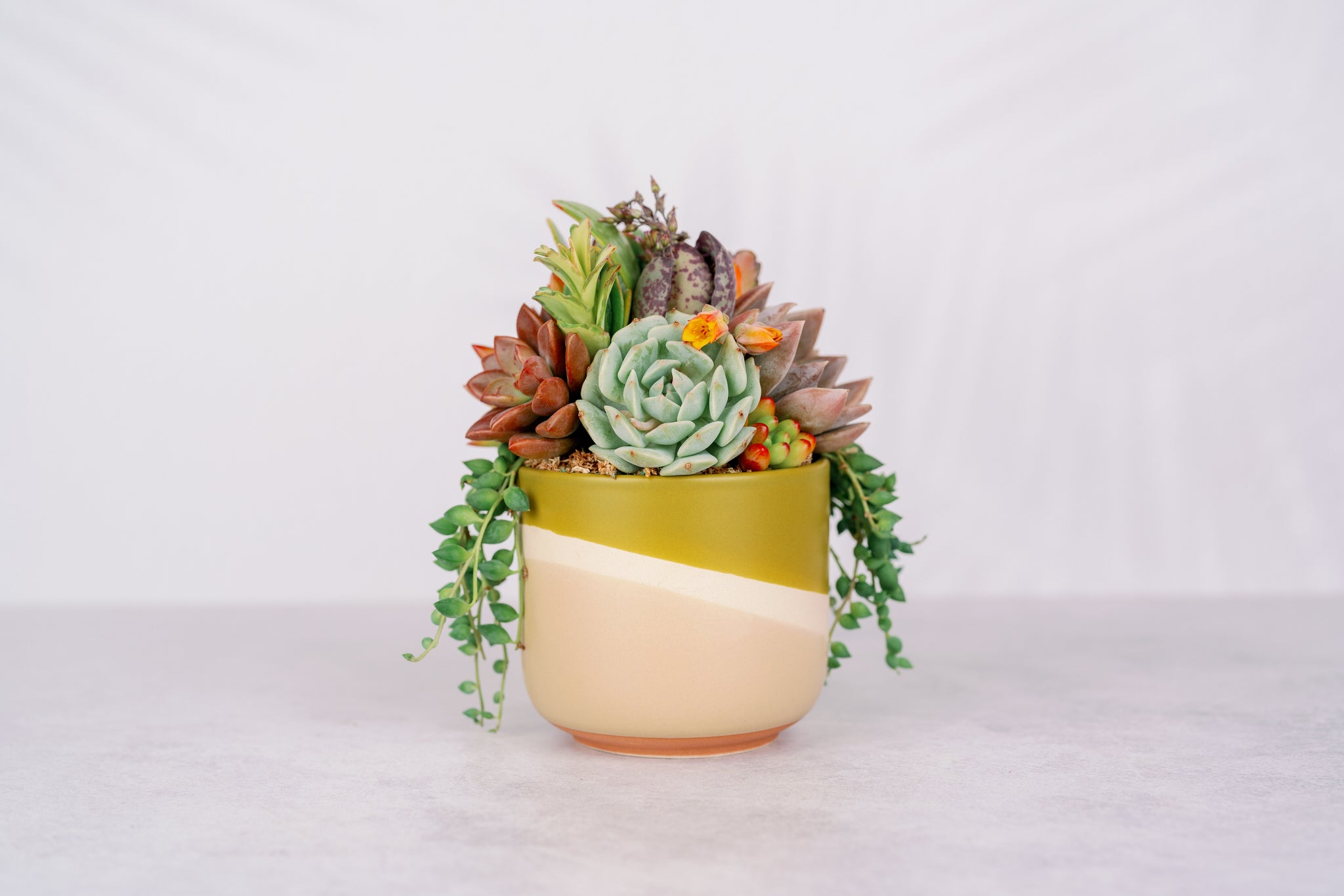 succulent pots and planters Citron Swirl Succulent Arrangement Planter: Modern Living Succulent Gift, Centerpiece for Weddings & Events, Housewarming Gift