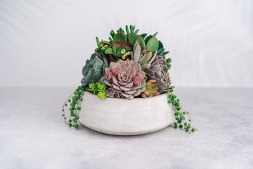 Cement Bowl Succulent Arrangement Planter