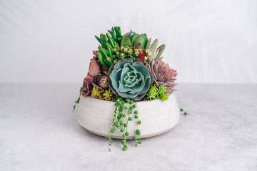 Cement Bowl Succulent Arrangement Planter