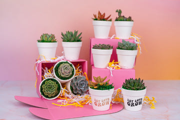 Let Love Grow 3" Succulent Party Favors QTY:8+