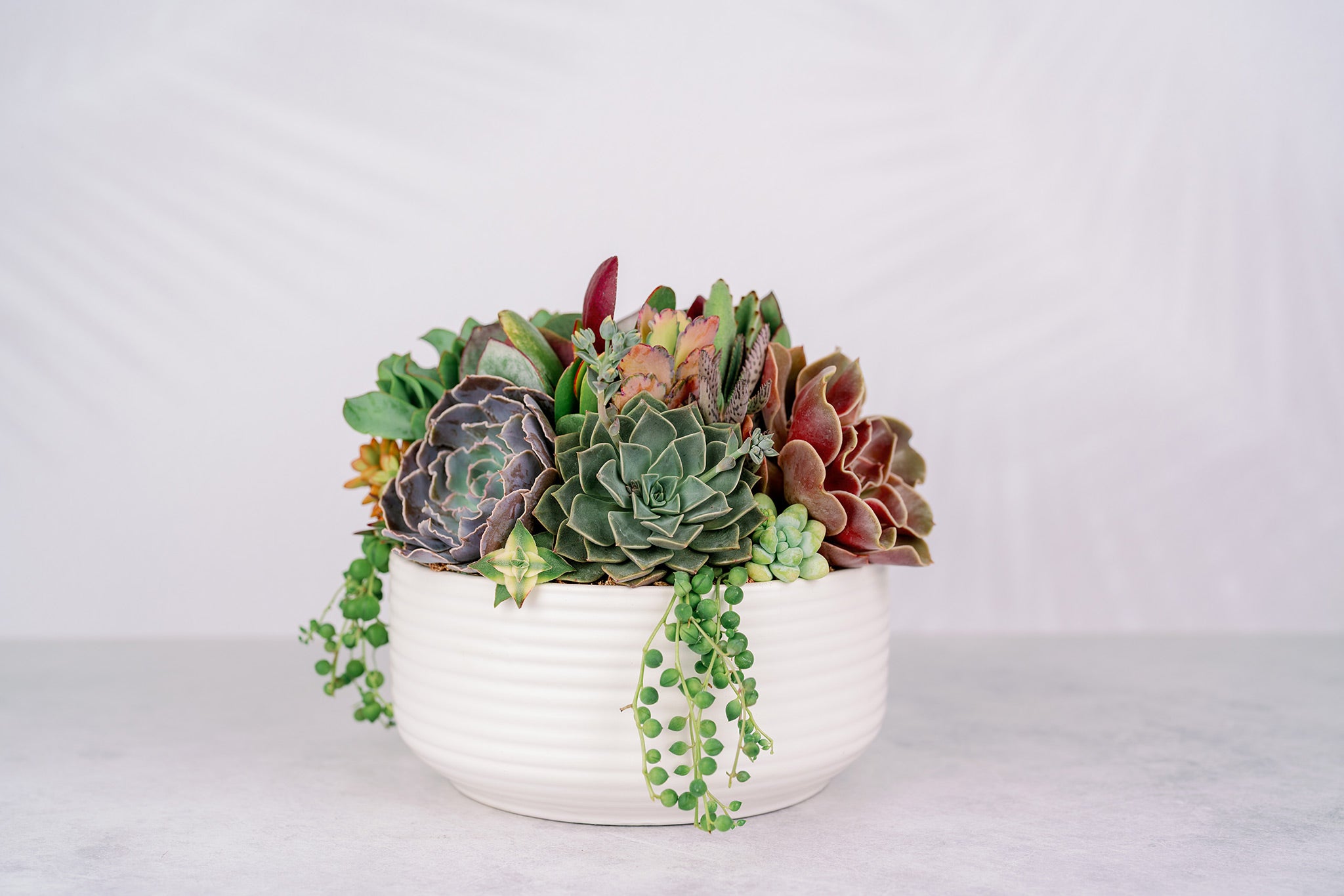 big succulent bowl White Ceramic Bowl Succulent Arrangement Planter