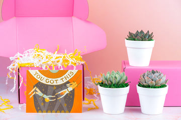 You Got This Succulent Gift Box | 3 Living Succulent Pots + Personalized Greeting Card, Encouragement, Supportive Gift