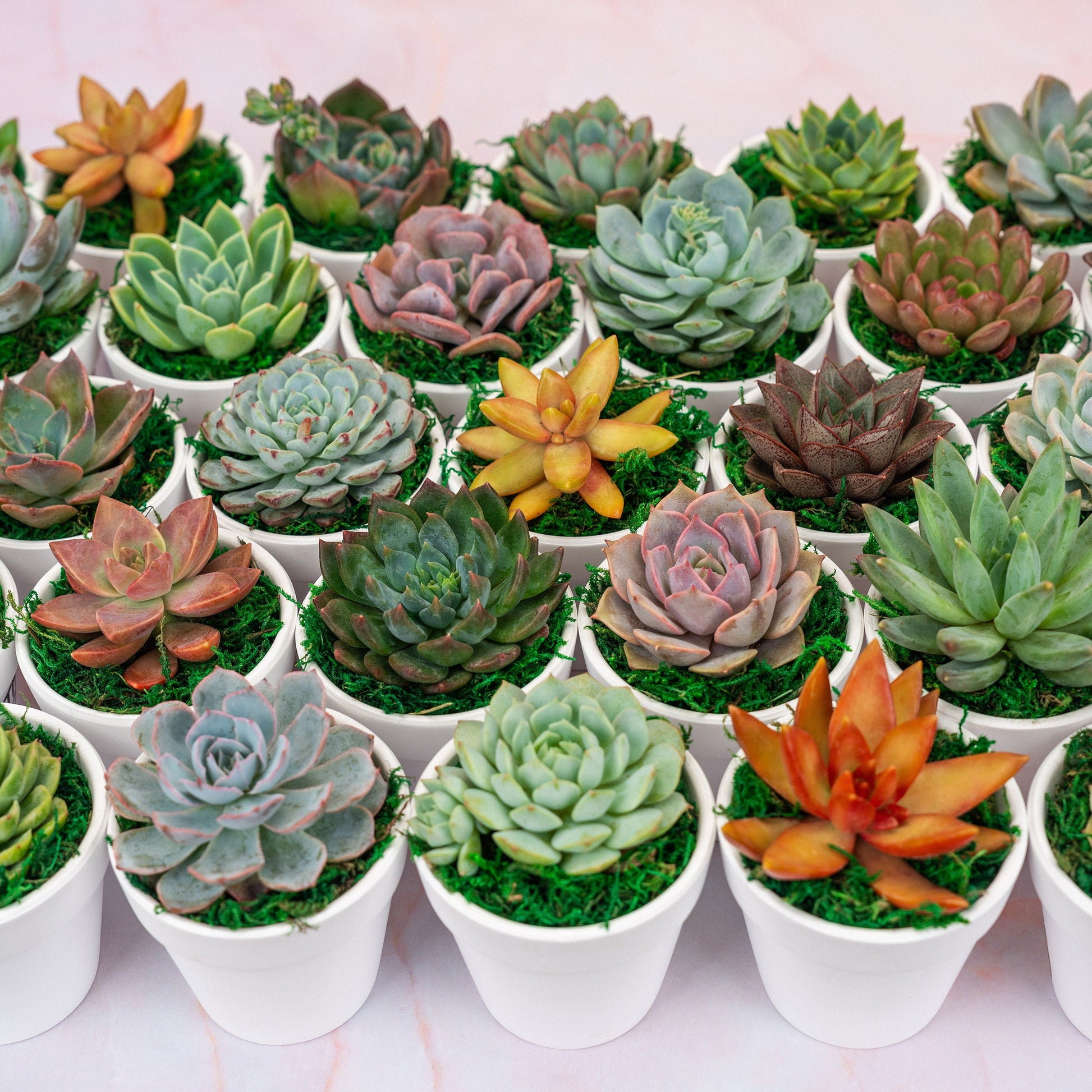 QTY 5+: Small White Living Succulent Favors w/ Custom Color Moss Topping in Clay Pot | Bulk Event Guest Gifts for Weddings, Showers, Parties