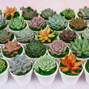 QTY 5+: Small White Living Succulent Favors w/ Custom Color Moss Topping in Clay Pot | Bulk Event Guest Gifts for Weddings, Showers, Parties