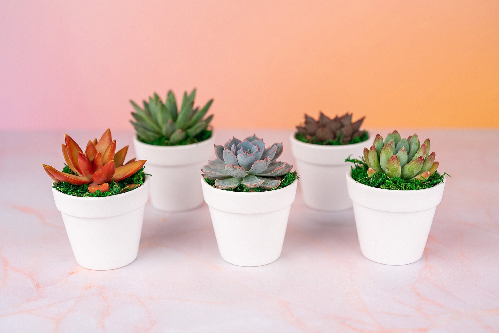 QTY 5+: Small White Living Succulent Favors w/ Custom Color Moss Topping in Clay Pot | Bulk Event Guest Gifts for Weddings, Showers, Parties