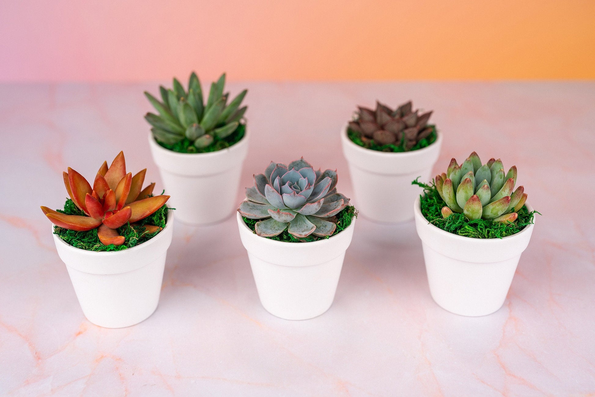 QTY 5+: Small White Living Succulent Favors w/ Custom Color Moss Topping in Clay Pot | Bulk Event Guest Gifts for Weddings, Showers, Parties