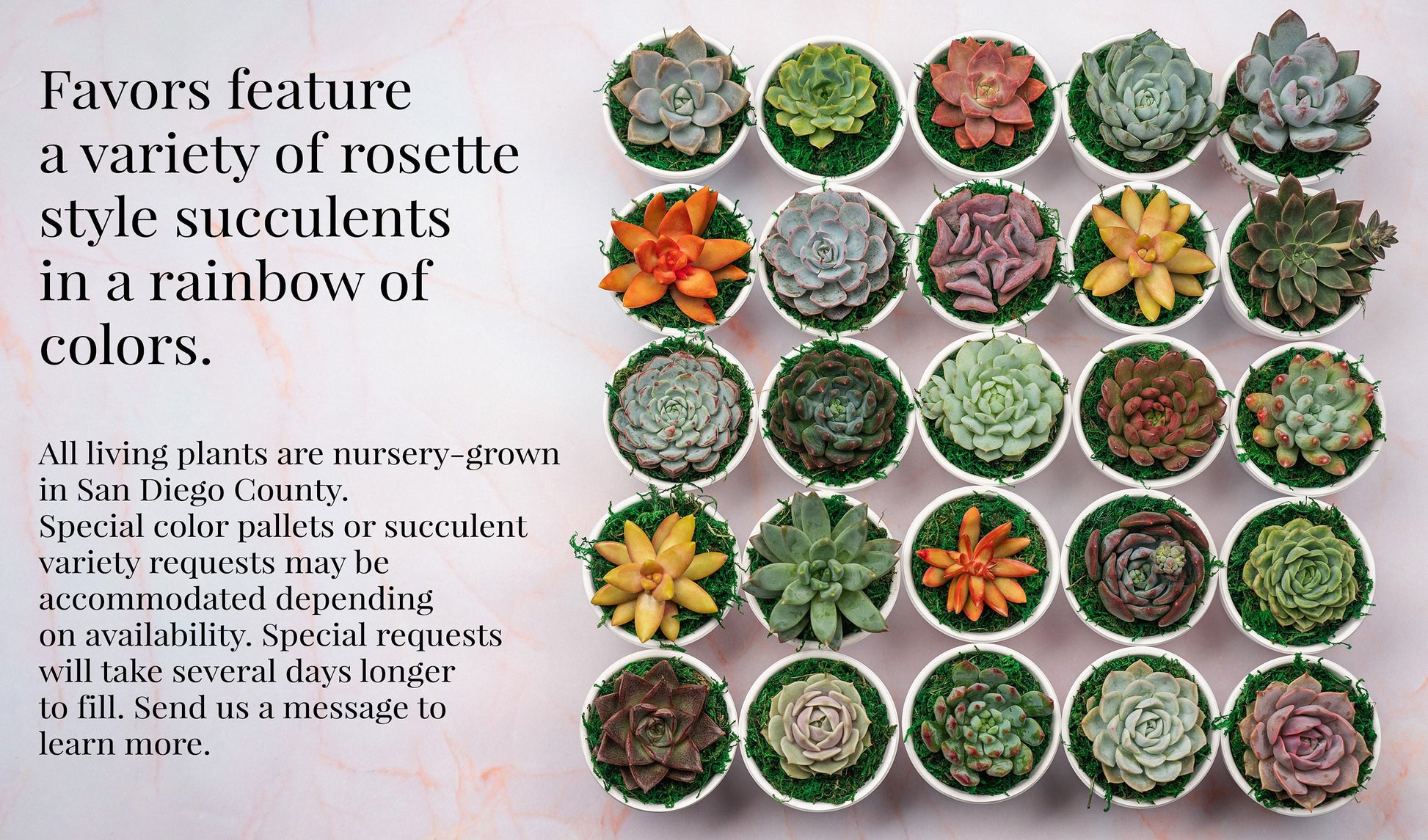 QTY 5+: Small White Living Succulent Favors w/ Custom Color Moss Topping in Clay Pot | Bulk Event Guest Gifts for Weddings, Showers, Parties