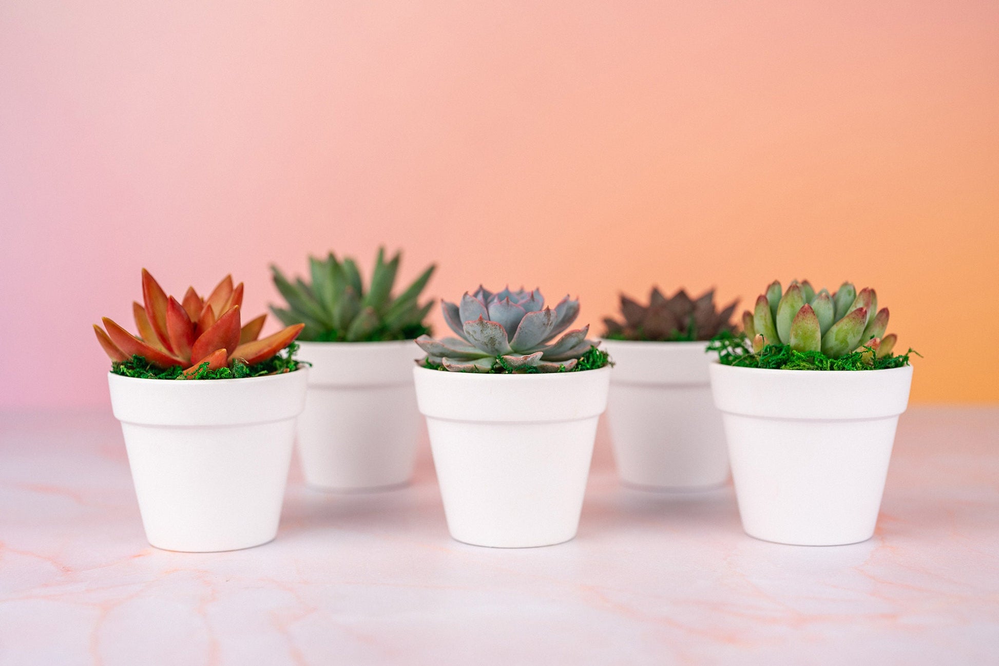 QTY 5+: Small White Living Succulent Favors w/ Custom Color Moss Topping in Clay Pot | Bulk Event Guest Gifts for Weddings, Showers, Parties