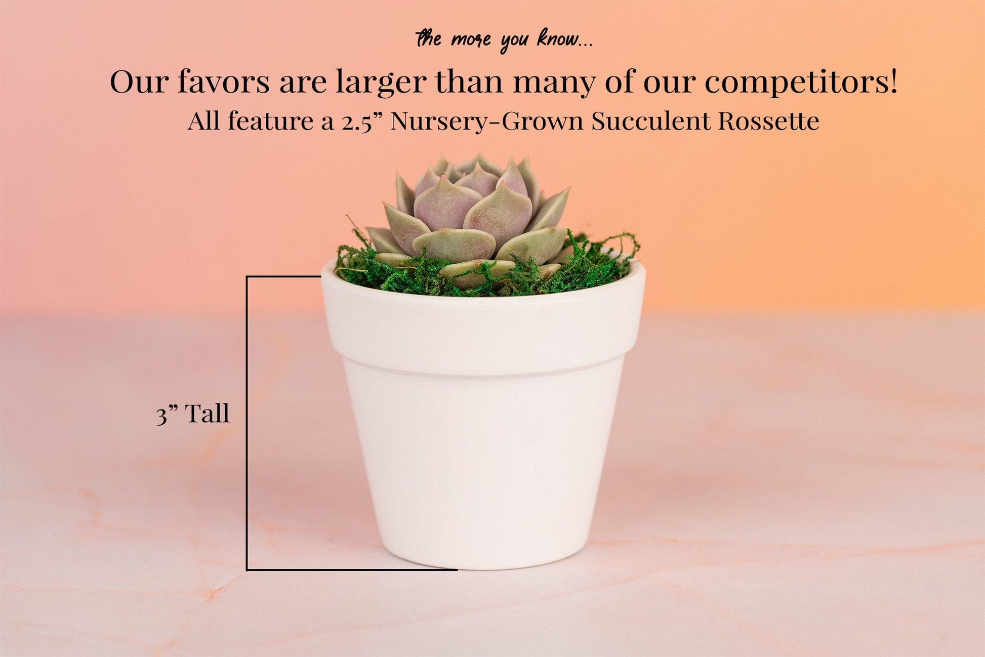 QTY 5+: Small White Living Succulent Favors w/ Custom Color Moss Topping in Clay Pot | Bulk Event Guest Gifts for Weddings, Showers, Parties