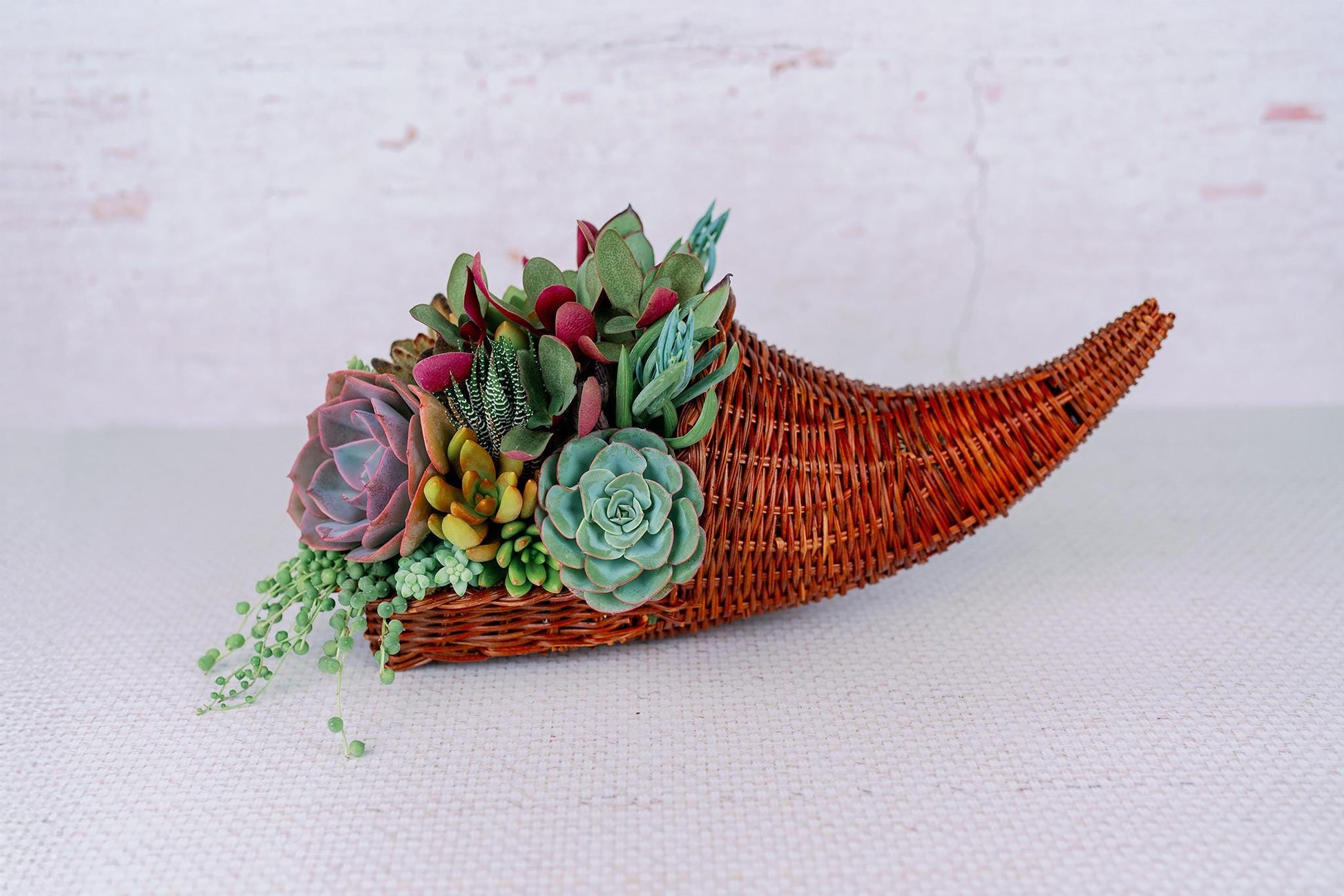Cornucopia Succulent Arrangement
