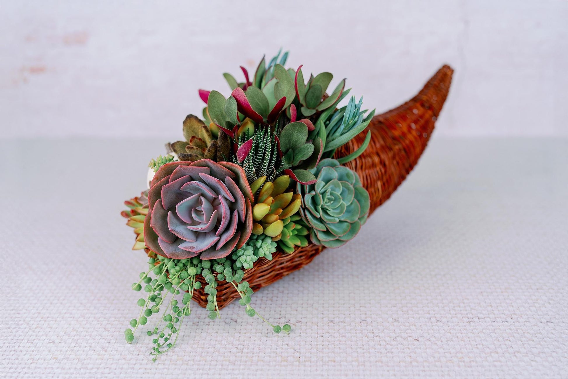 Cornucopia Succulent Arrangement