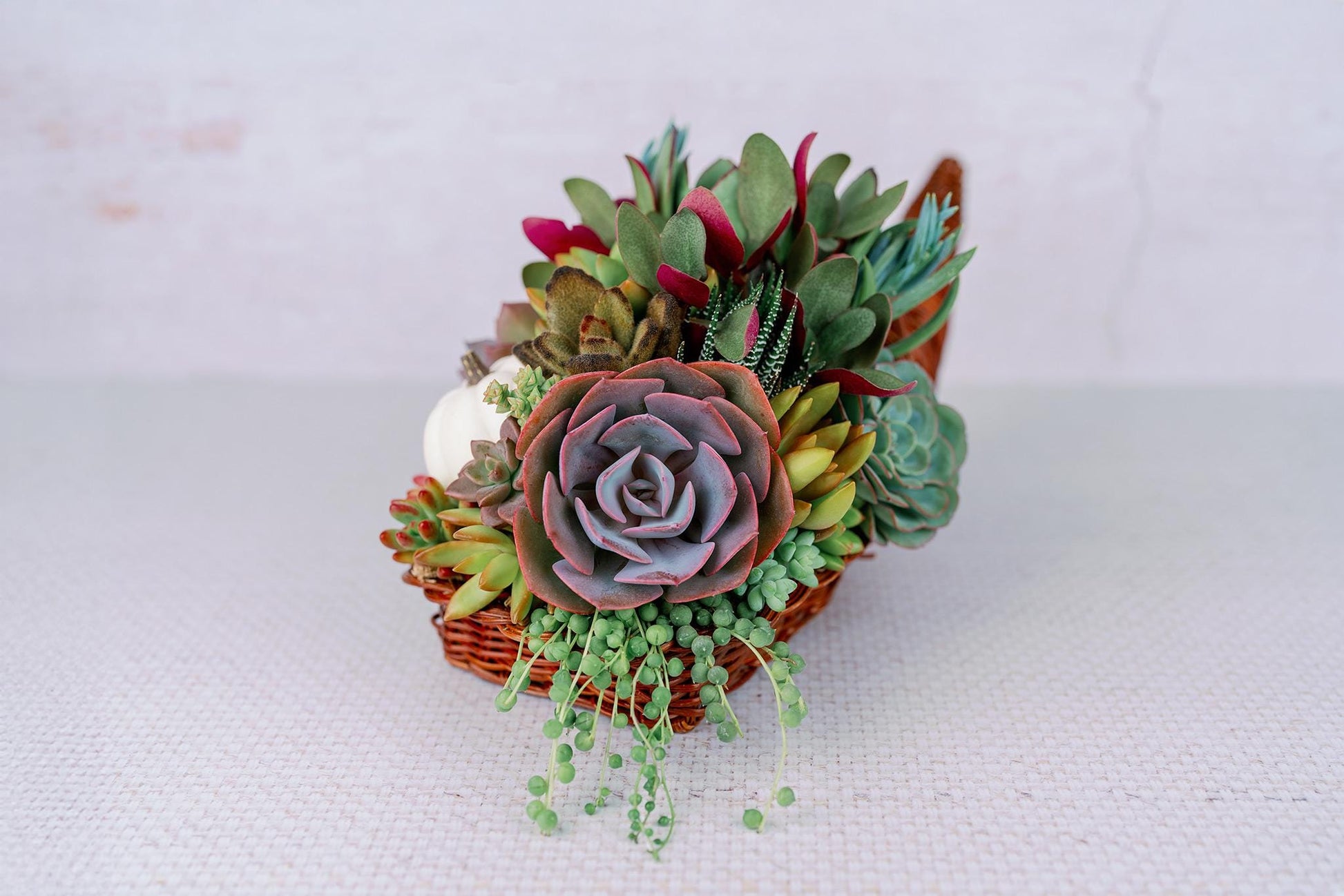 Cornucopia Succulent Arrangement
