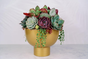 Gold Compote Succulent Arrangement Planter