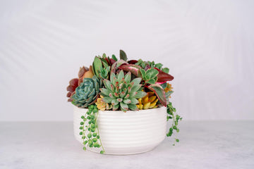 Large White Ceramic Bowl Succulent Arrangement Planter