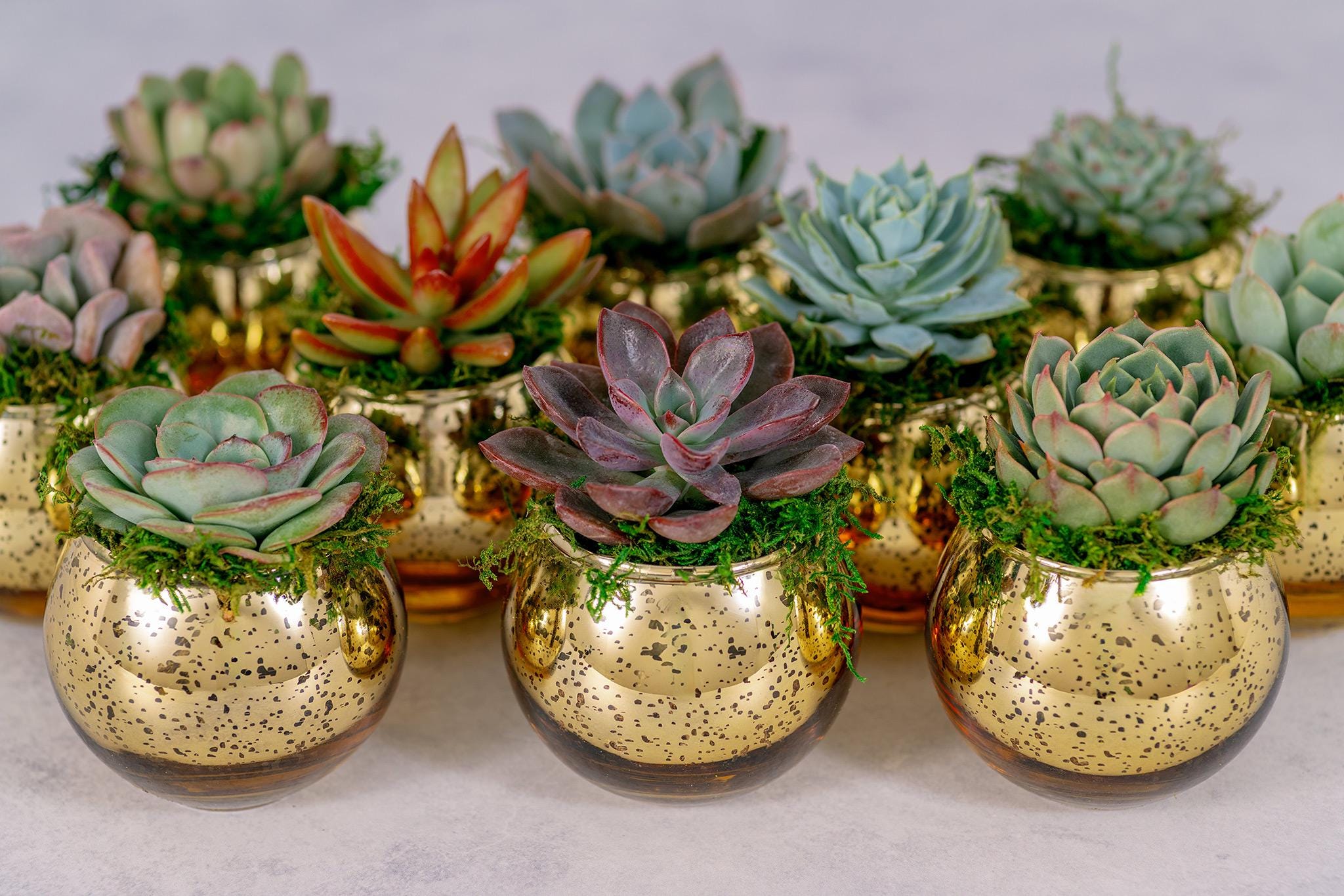 fake succulents in gold pots Succulent Favors in Gold Mercury Glass Globes for Weddings and Events