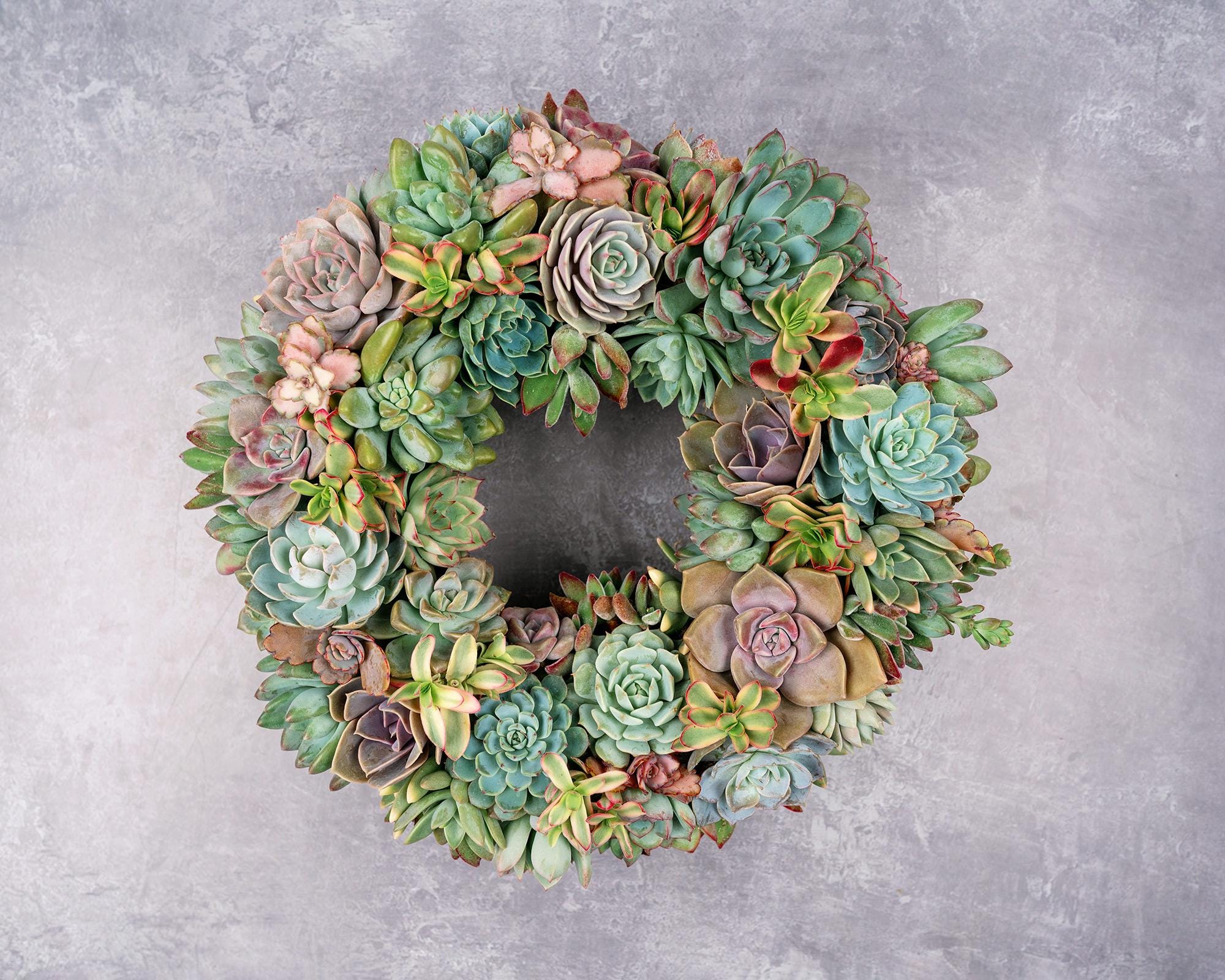 succulent wreath san diego Pastel Living Succulent Wreath