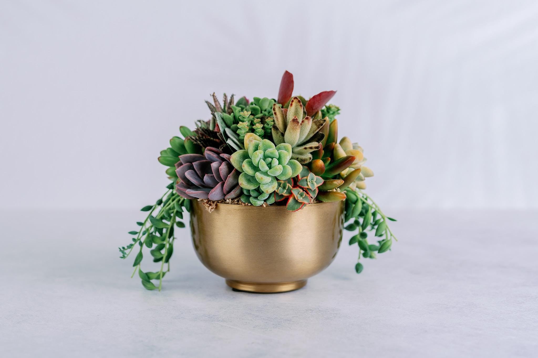 succulent plants in a bowl Small Gold Metal Bowl Succulent Arrangement
