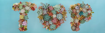 Succulent Heart Monogram Vertical Wall Garden 12" OR 18"