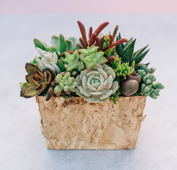 Birch Succulent Planter Arrangement: Small Living Succulent Centerpiece for Weddings and Events | Succulent gift
