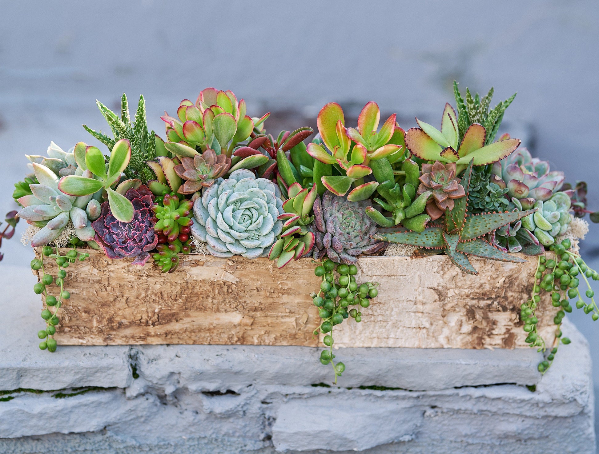 Long Birch Succulent Arrangement Planter: Living Succulent Gift or Centerpiece for Weddings & Events