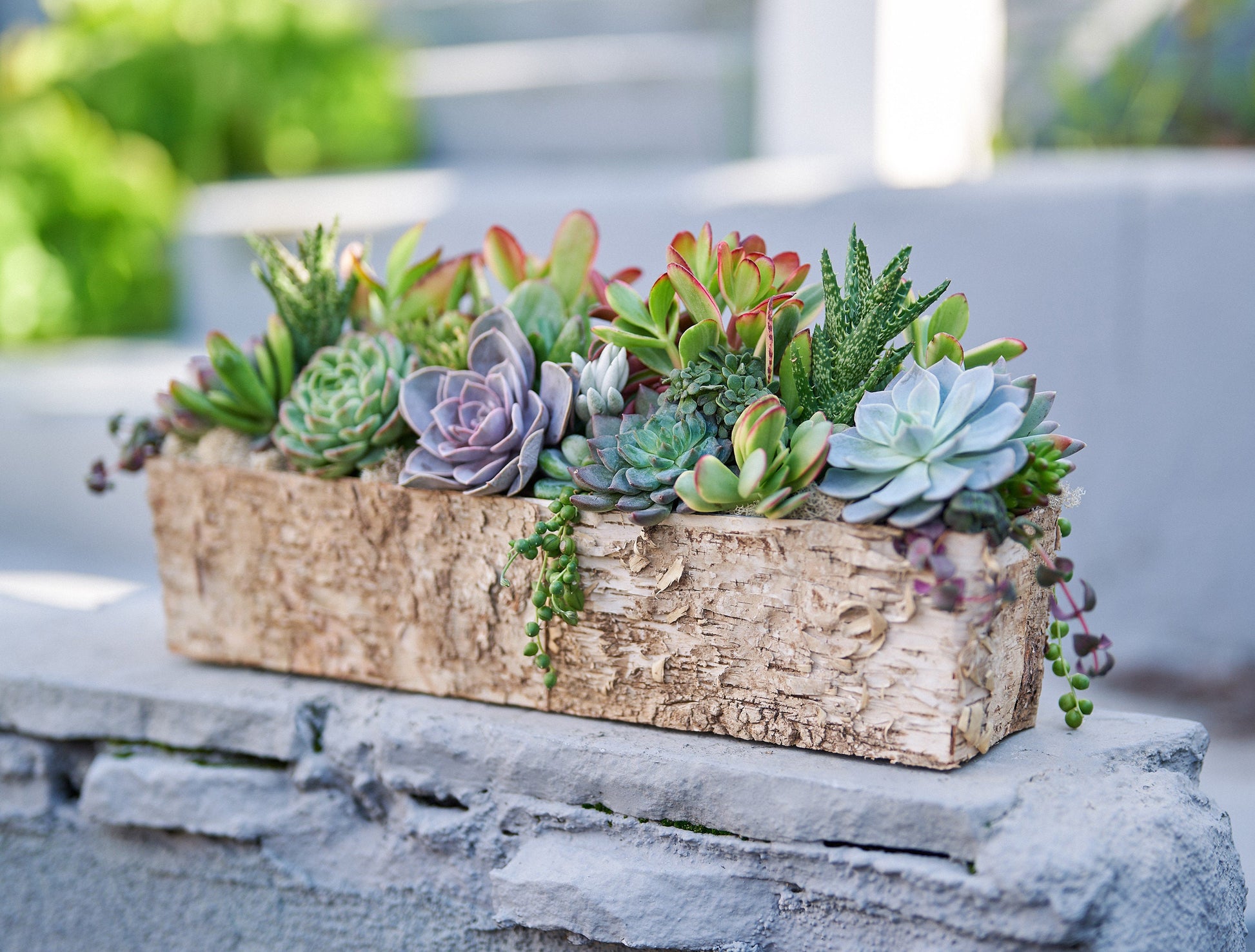 Long Birch Succulent Arrangement Planter: Living Succulent Gift or Centerpiece for Weddings & Events