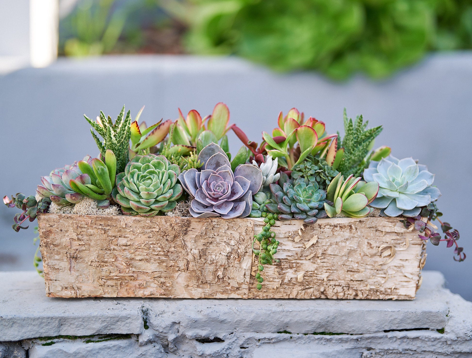Long Birch Succulent Arrangement Planter: Living Succulent Gift or Centerpiece for Weddings & Events