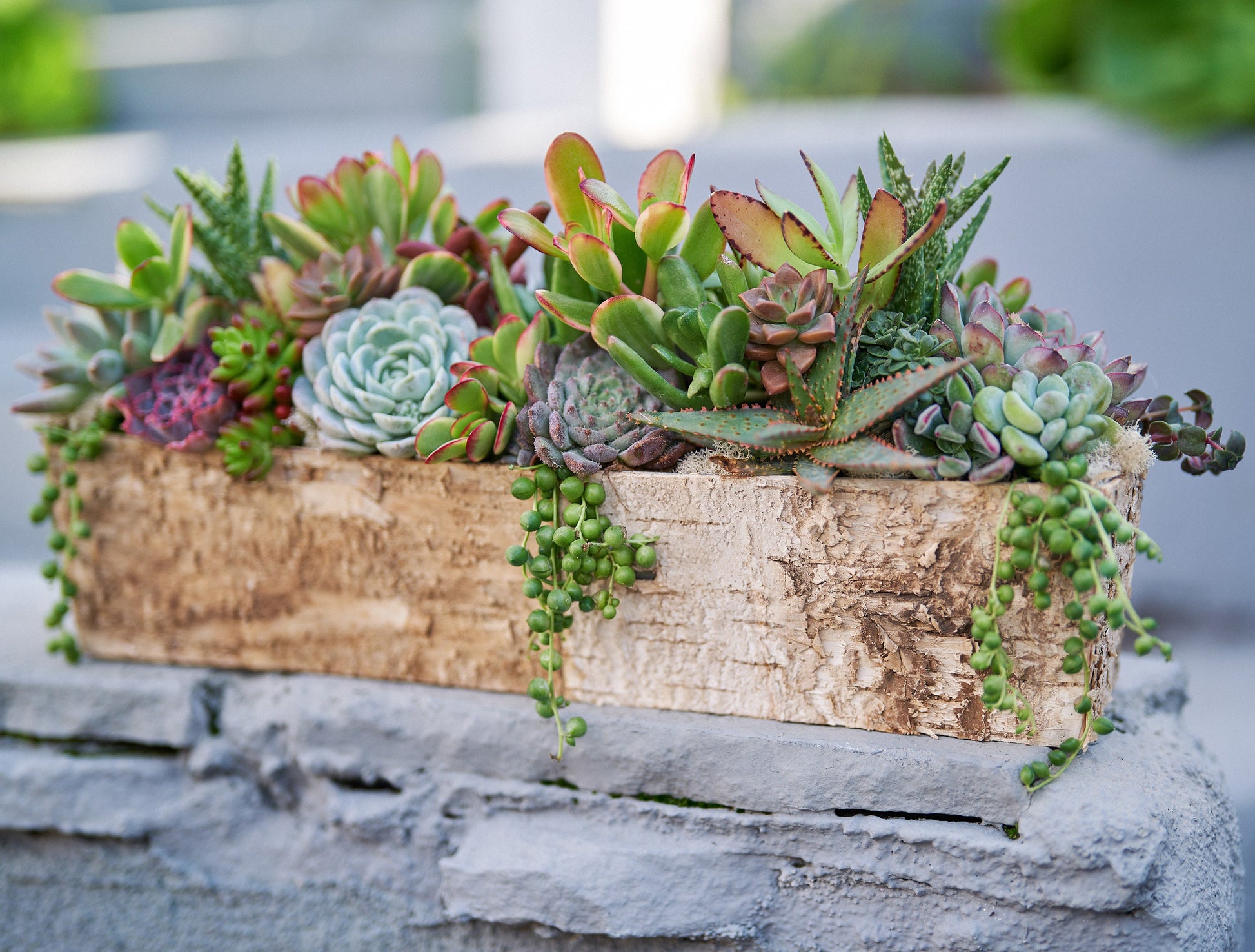 Long Birch Succulent Arrangement Planter: Living Succulent Gift or Centerpiece for Weddings & Events