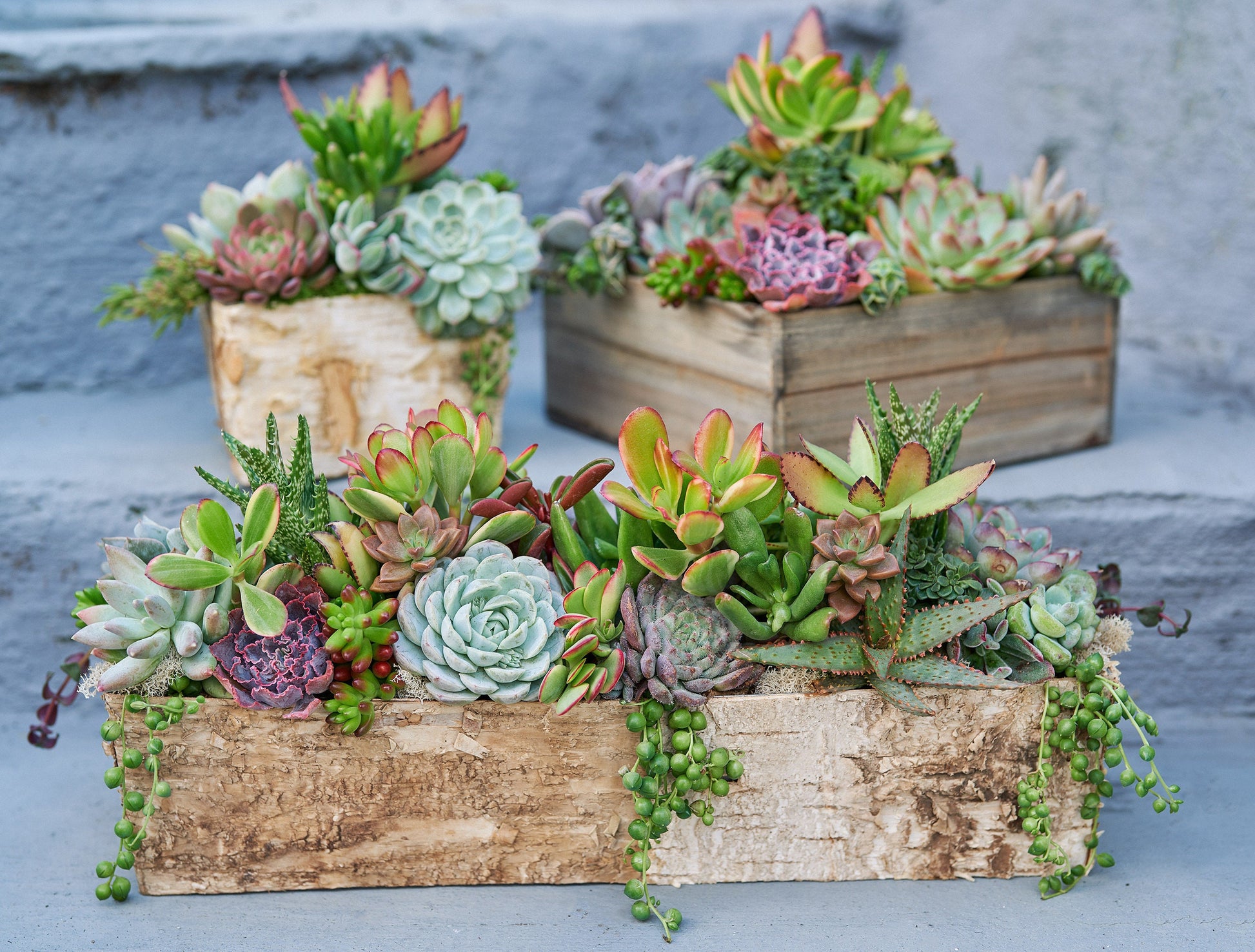 Long Birch Succulent Arrangement Planter: Living Succulent Gift or Centerpiece for Weddings & Events