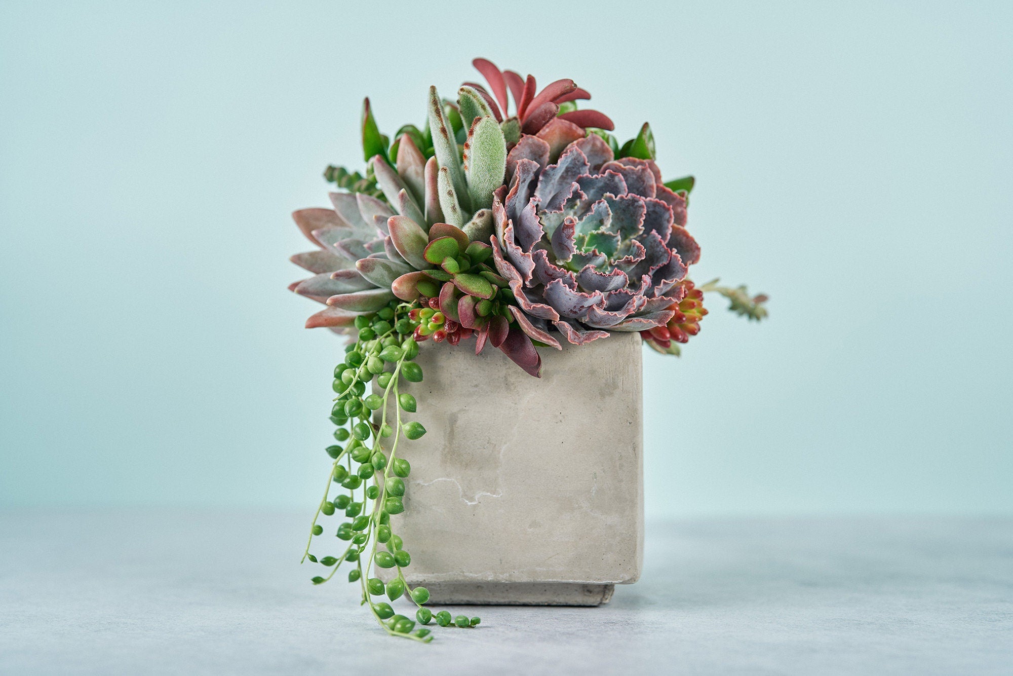 cube succulent Cement Cube Succulent Arrangement Planter
