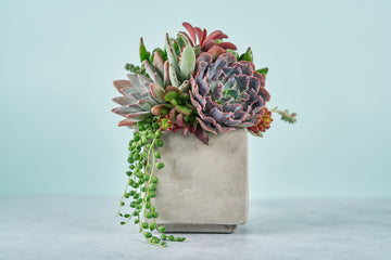 Concrete Cube Succulent Arrangement | Floral Centerpiece | Earth Friendly Cocktail Table Decor