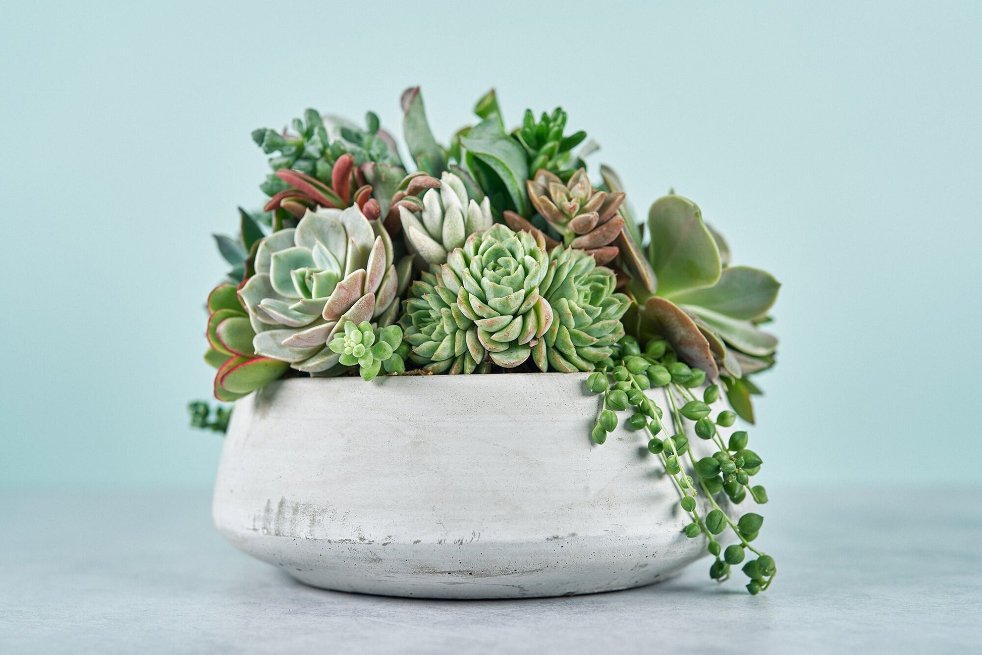 Concrete Bowl Succulent Arrangement | Floral Centerpiece | Earth Friendly Event Table Decor