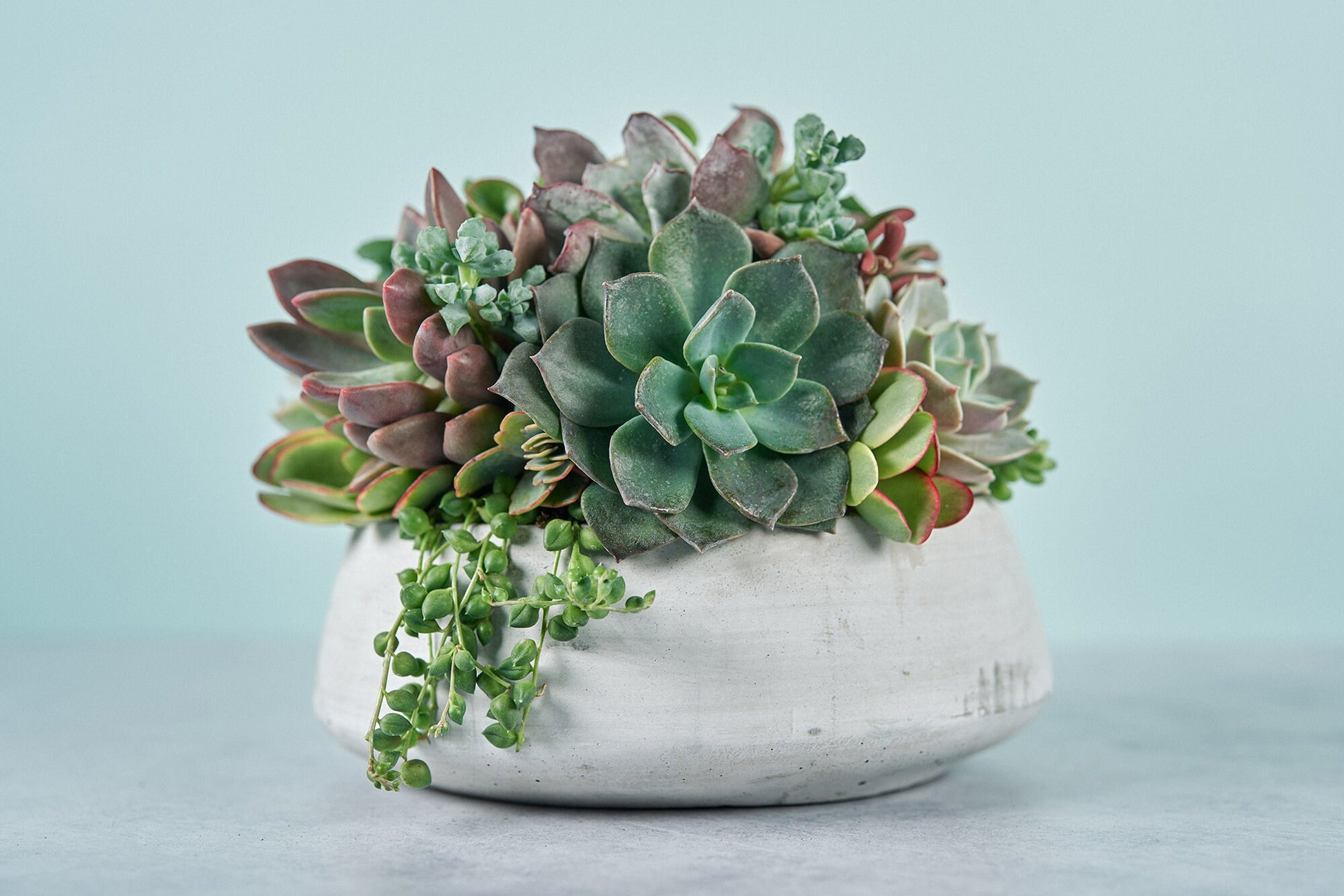 Concrete Bowl Succulent Arrangement | Floral Centerpiece | Earth Friendly Event Table Decor