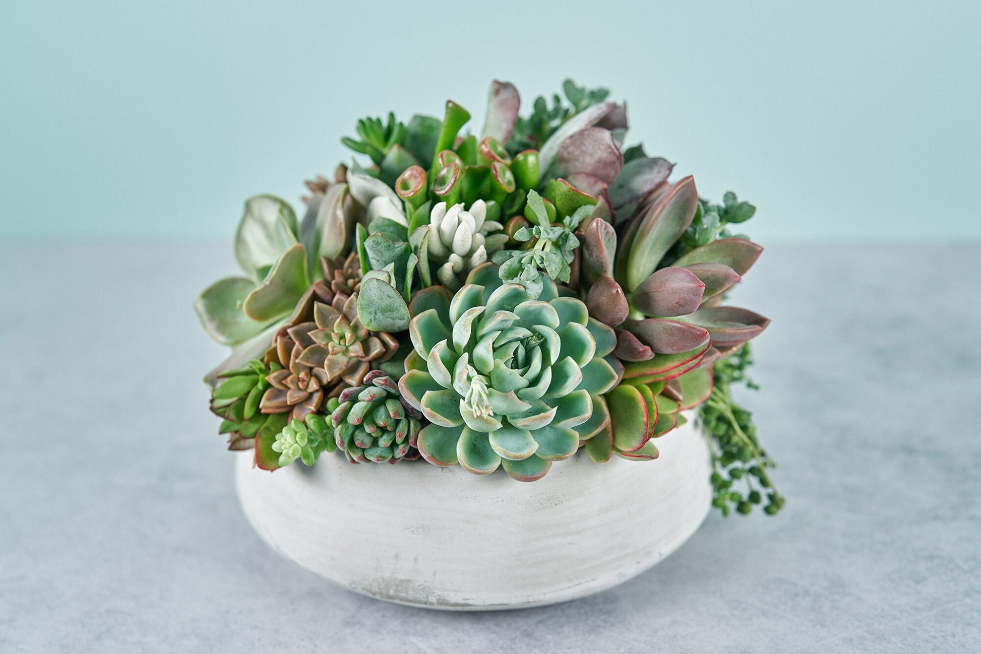 Concrete Bowl Succulent Arrangement | Floral Centerpiece | Earth Friendly Event Table Decor