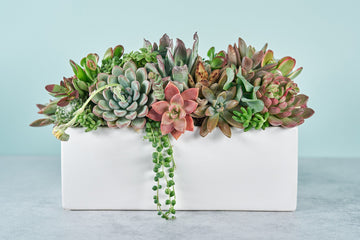 Classic White Rectangle Succulent Arrangement | Floral Centerpiece | Earth Friendly Event Table Decor