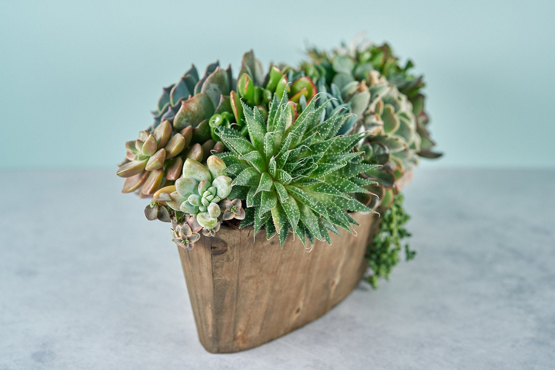 Rustic Woodland Succulent Boat Arrangement | Floral Centerpiece | Earth Friendly Event Table Decor