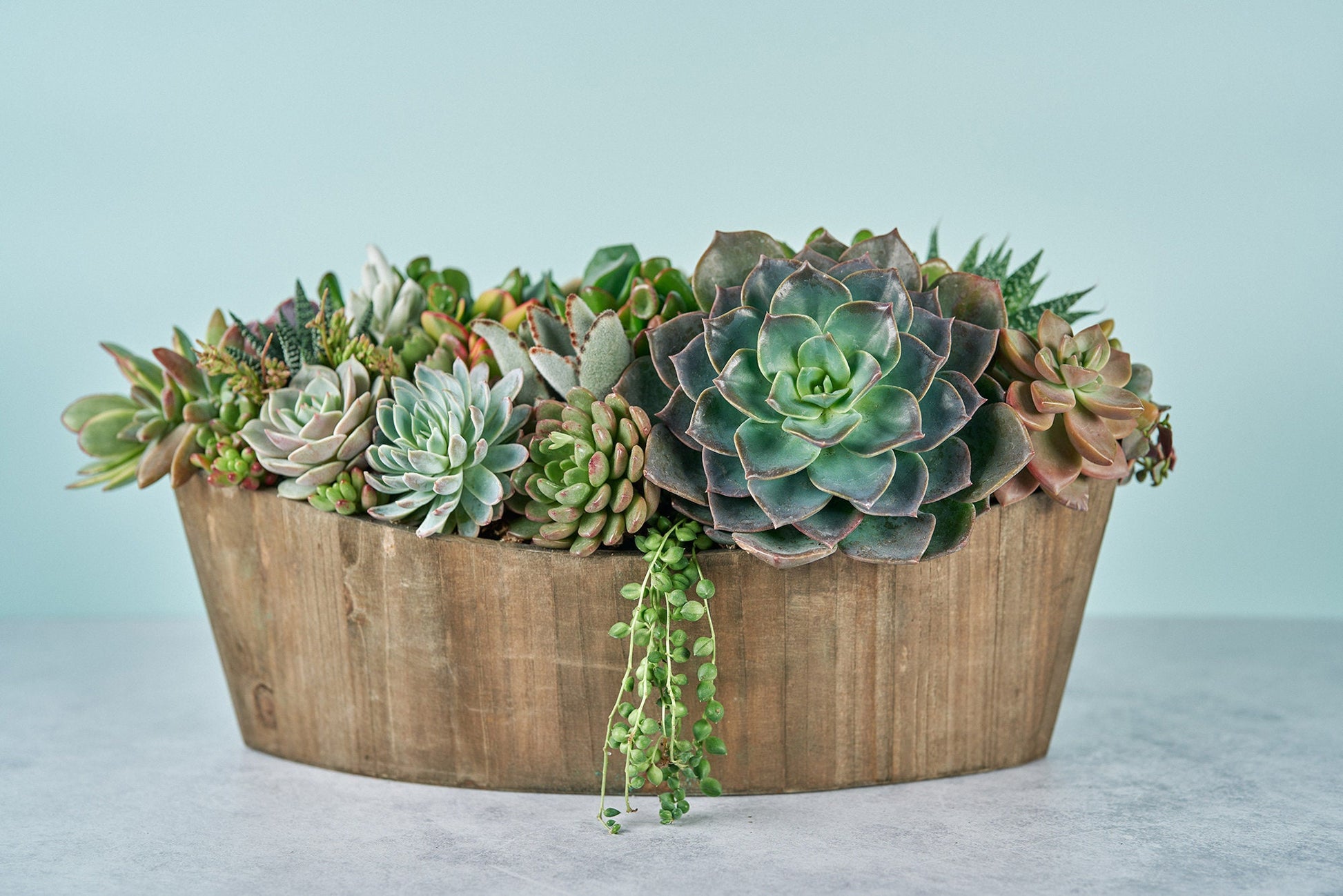 Rustic Woodland Succulent Boat Arrangement | Floral Centerpiece | Earth Friendly Event Table Decor