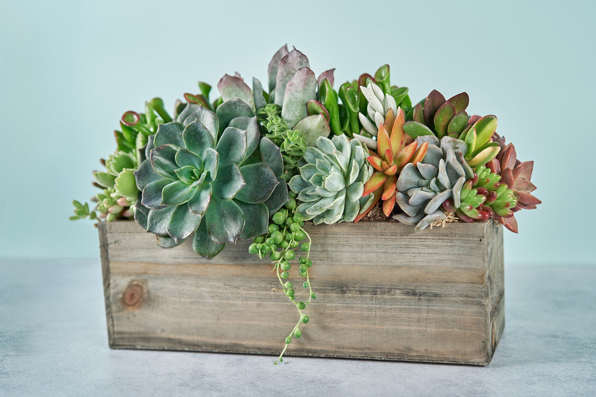 Rustic Wood Rectangle Succulent Arrangement Planter: Living Succulent Gift or Centerpiece for Weddings & Events