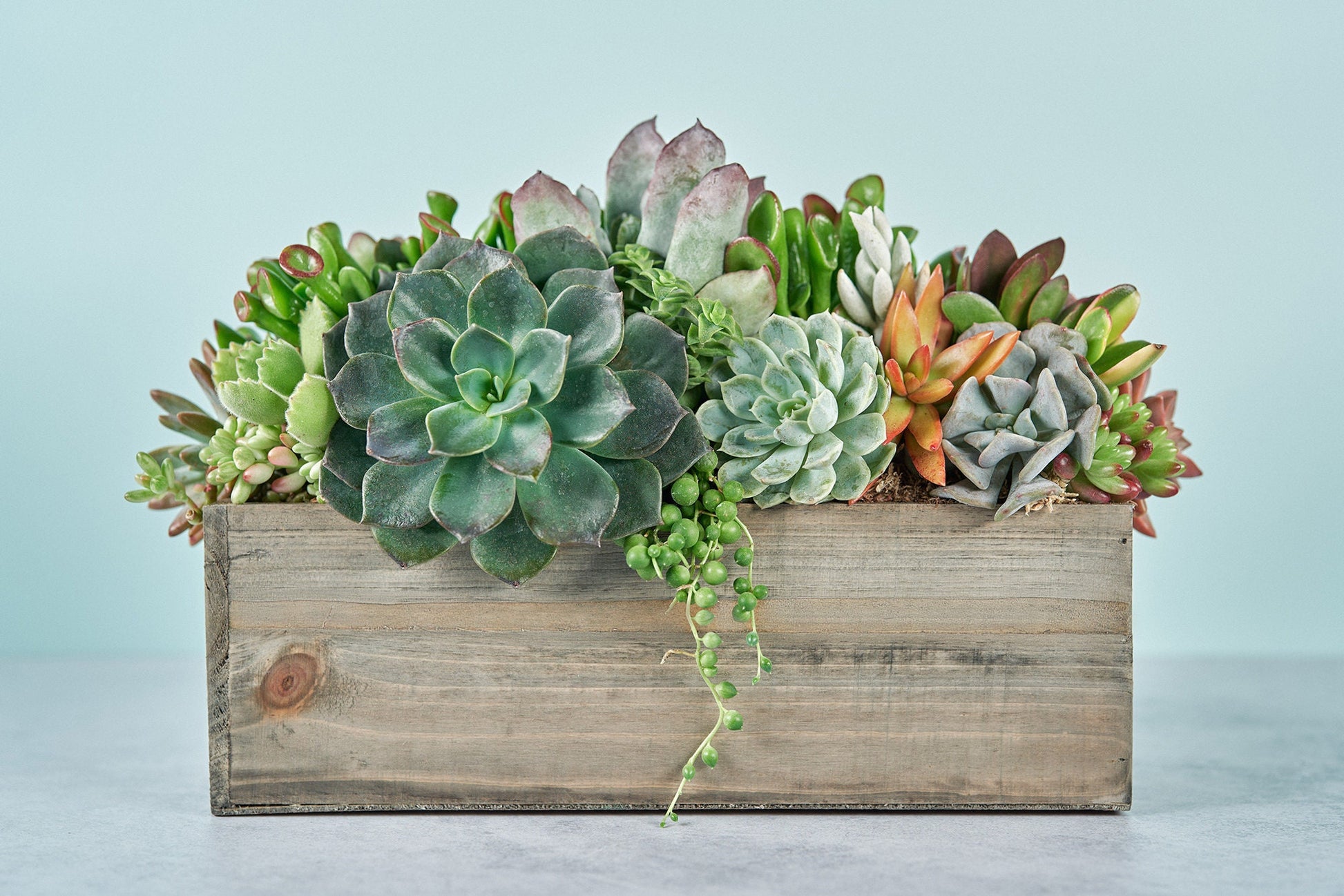 Rustic Wood Rectangle Succulent Arrangement Planter: Living Succulent Gift or Centerpiece for Weddings & Events