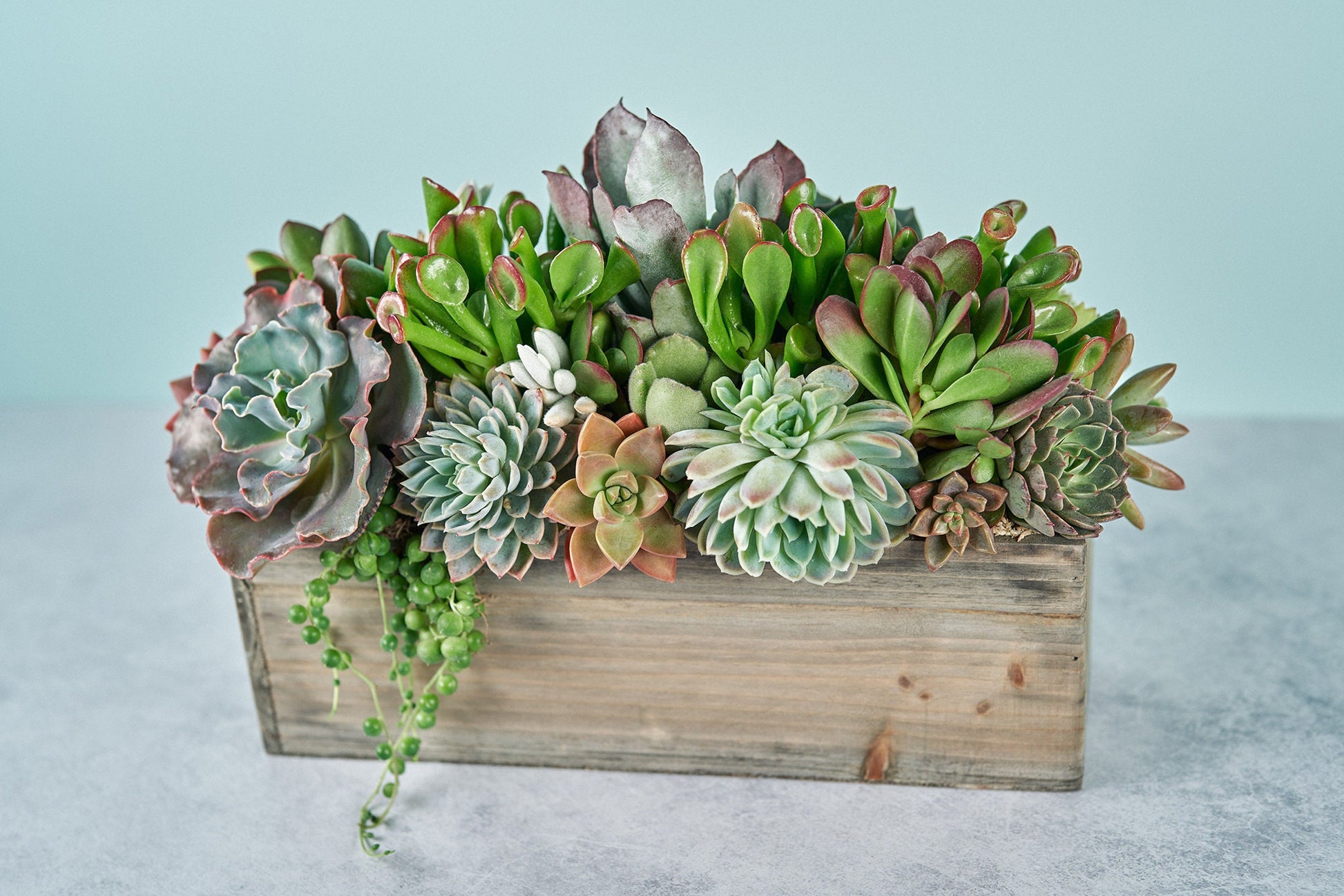 Rustic Wood Rectangle Succulent Arrangement Planter: Living Succulent Gift or Centerpiece for Weddings & Events