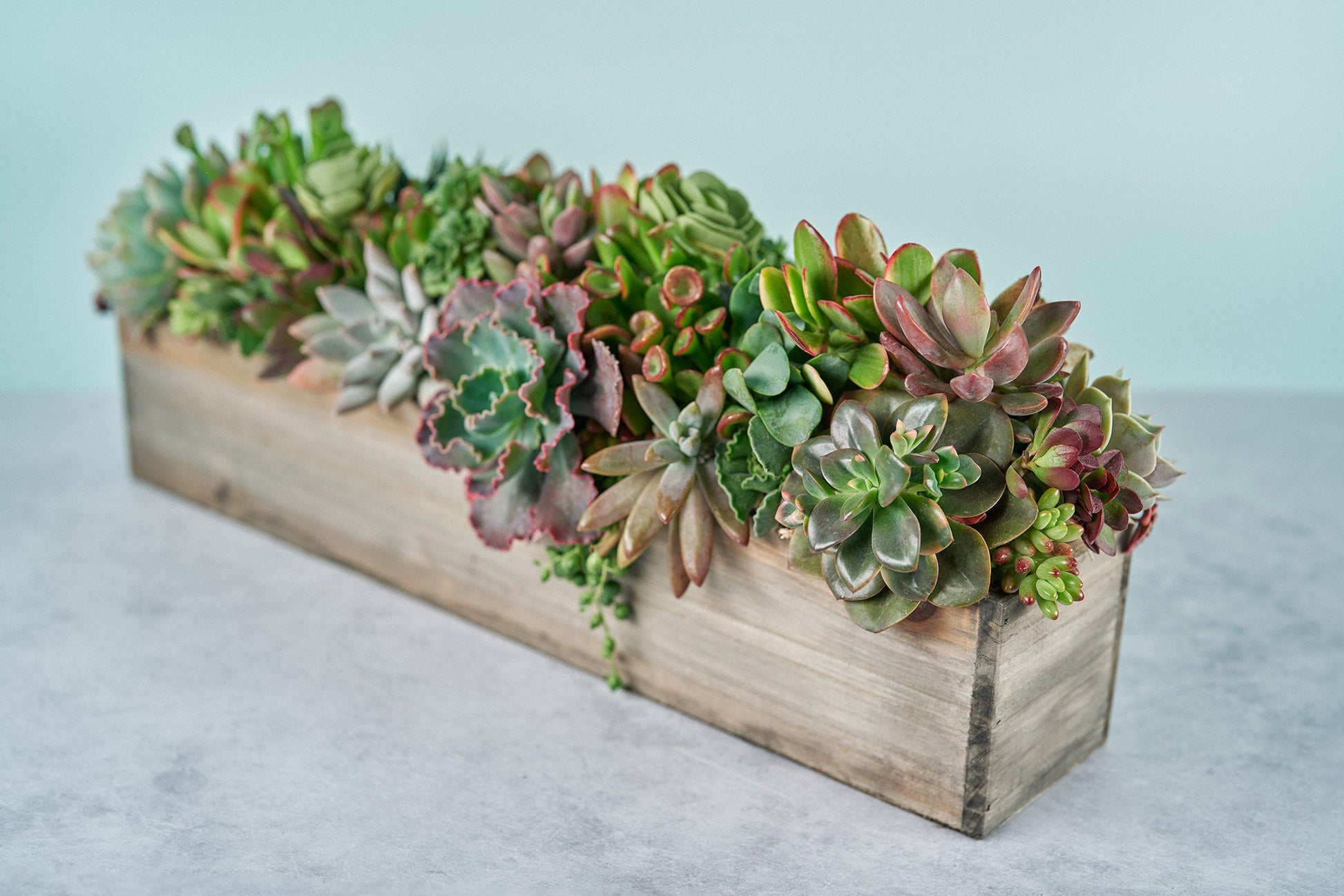 Woodland Extra Long Succulent Arrangement | Floral Centerpiece | Earth Friendly Event Table Decor