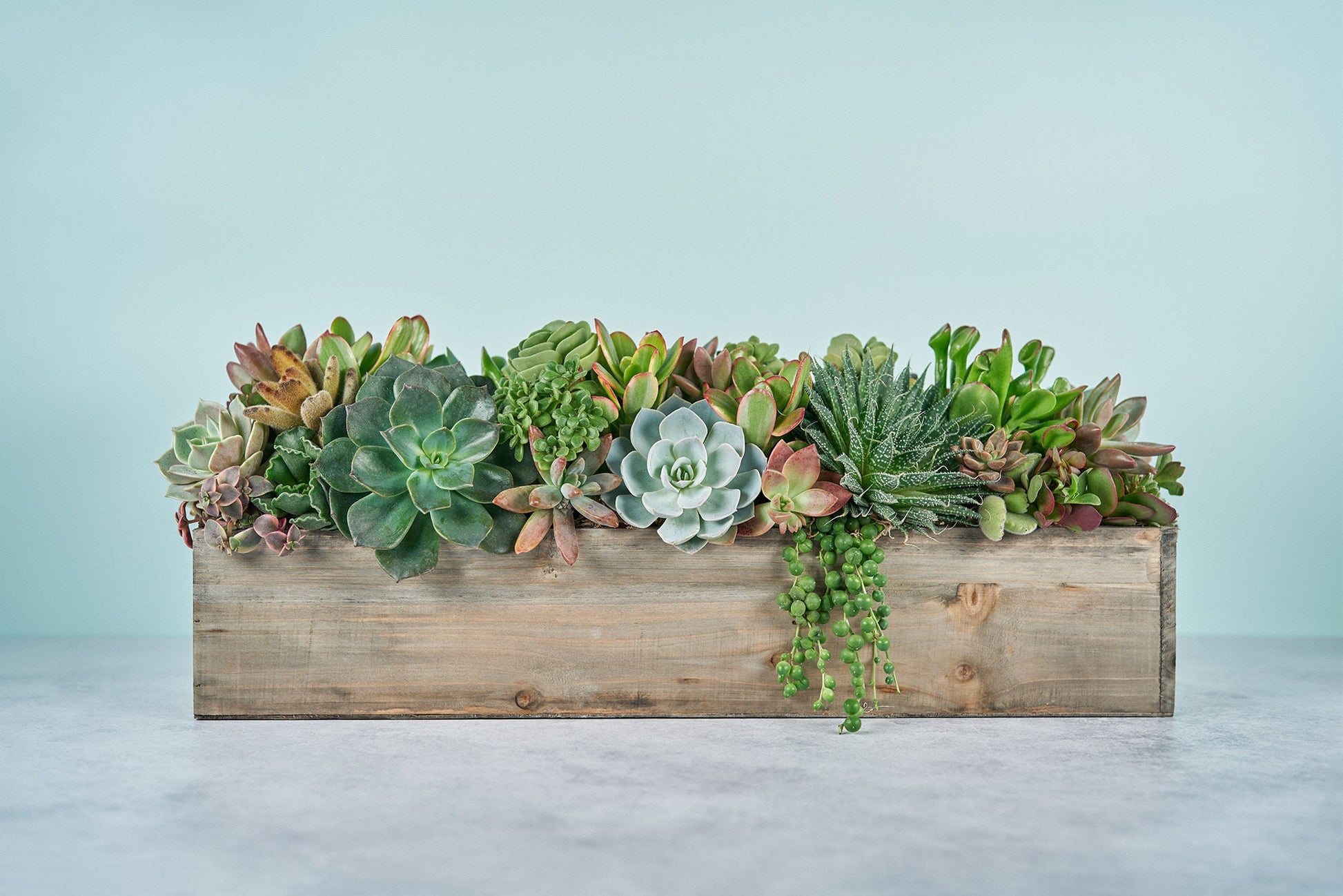 Woodland Extra Long Succulent Arrangement | Floral Centerpiece | Earth Friendly Event Table Decor