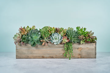 Woodland Extra Long Succulent Arrangement | Floral Centerpiece | Earth Friendly Event Table Decor