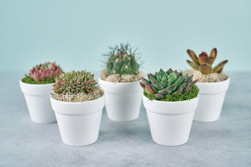 Succulent Guest Favor or Gift in White Clay Pot