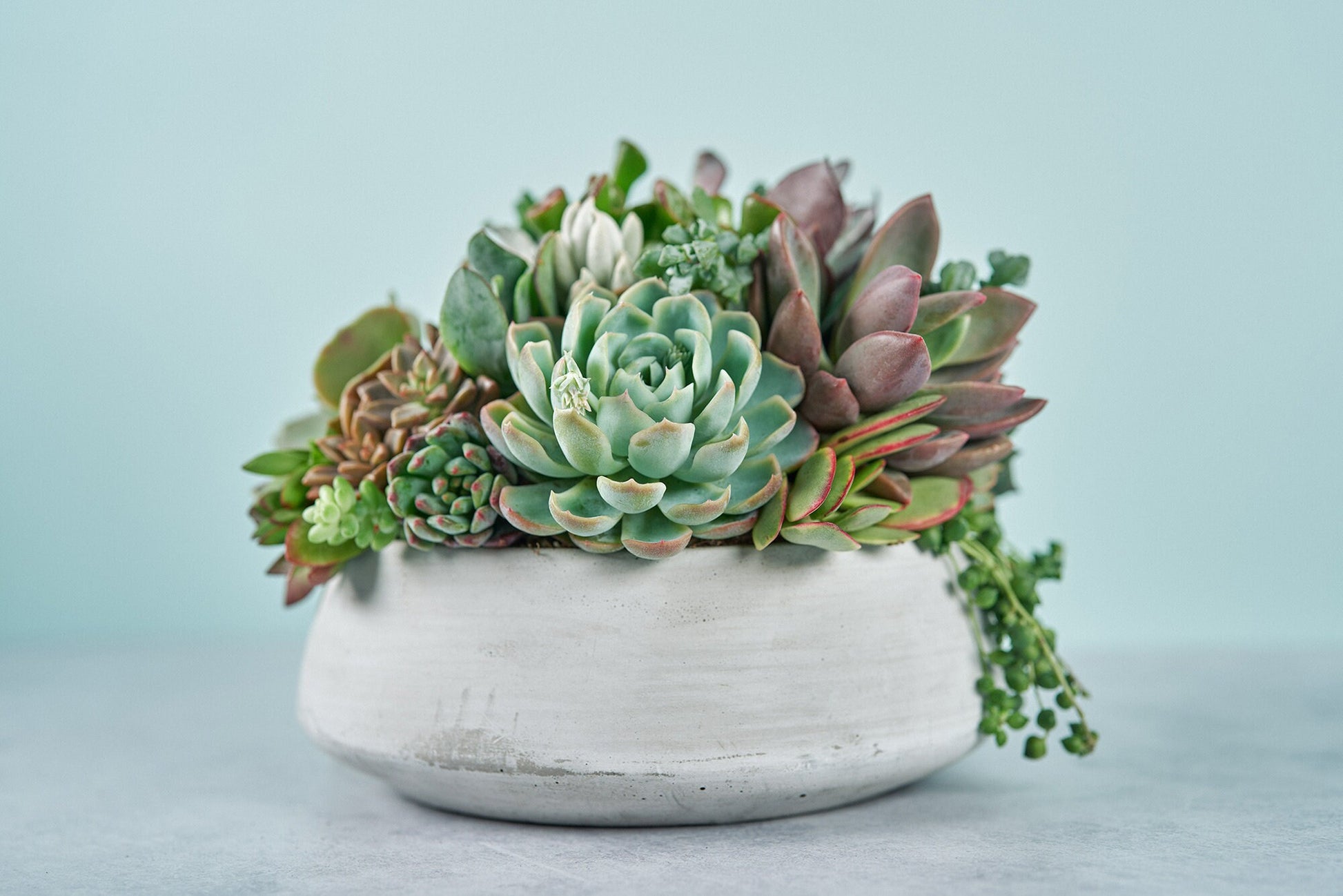 Concrete Bowl Succulent Arrangement | Floral Centerpiece | Earth Friendly Event Table Decor
