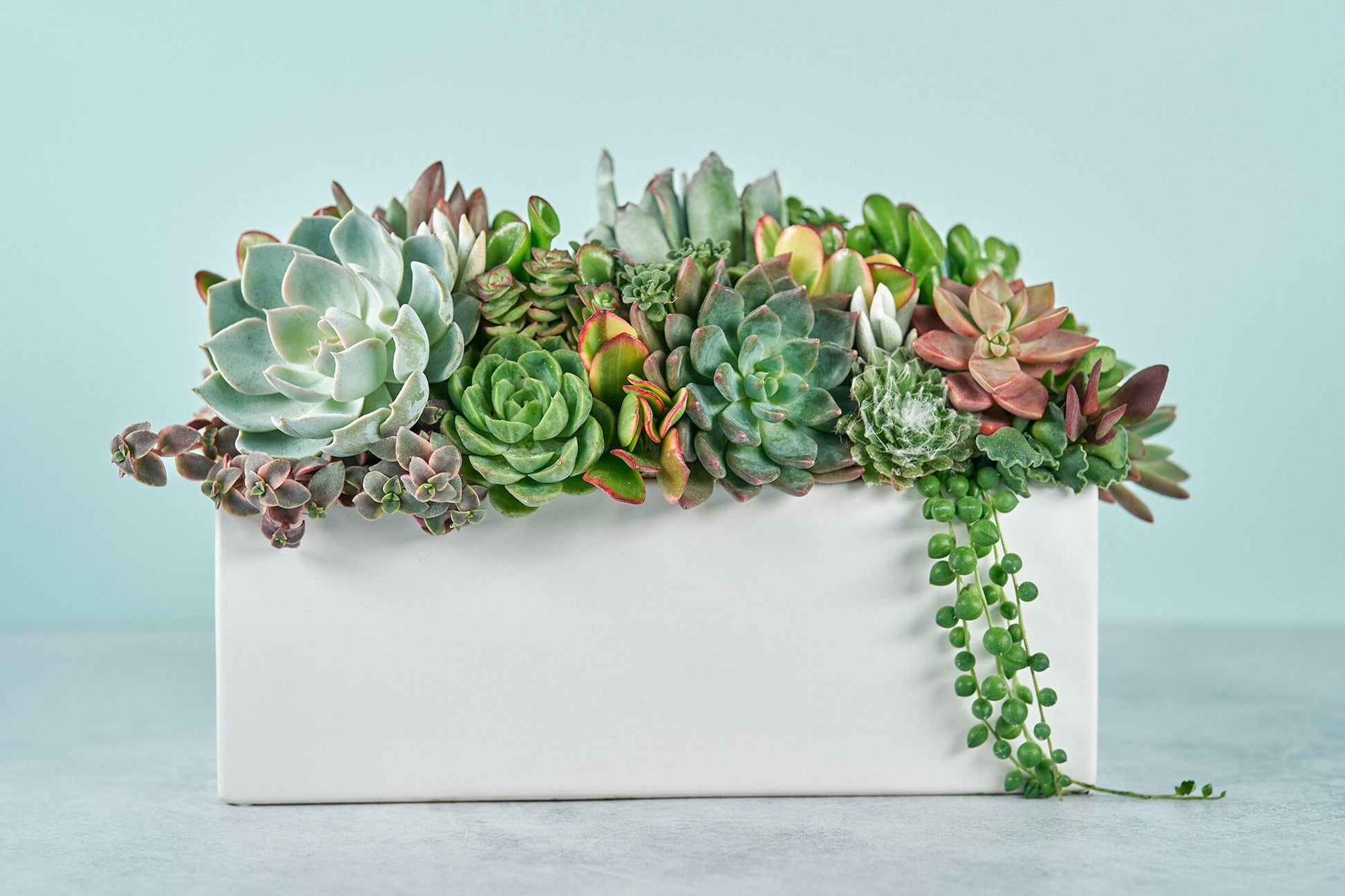 Classic White Rectangle Succulent Arrangement | Floral Centerpiece | Earth Friendly Event Table Decor