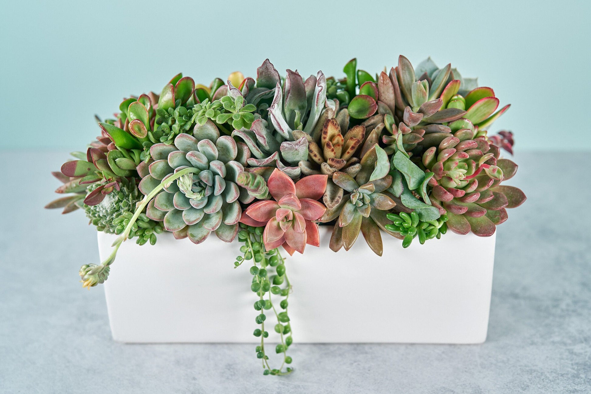 Classic White Rectangle Succulent Arrangement | Floral Centerpiece | Earth Friendly Event Table Decor