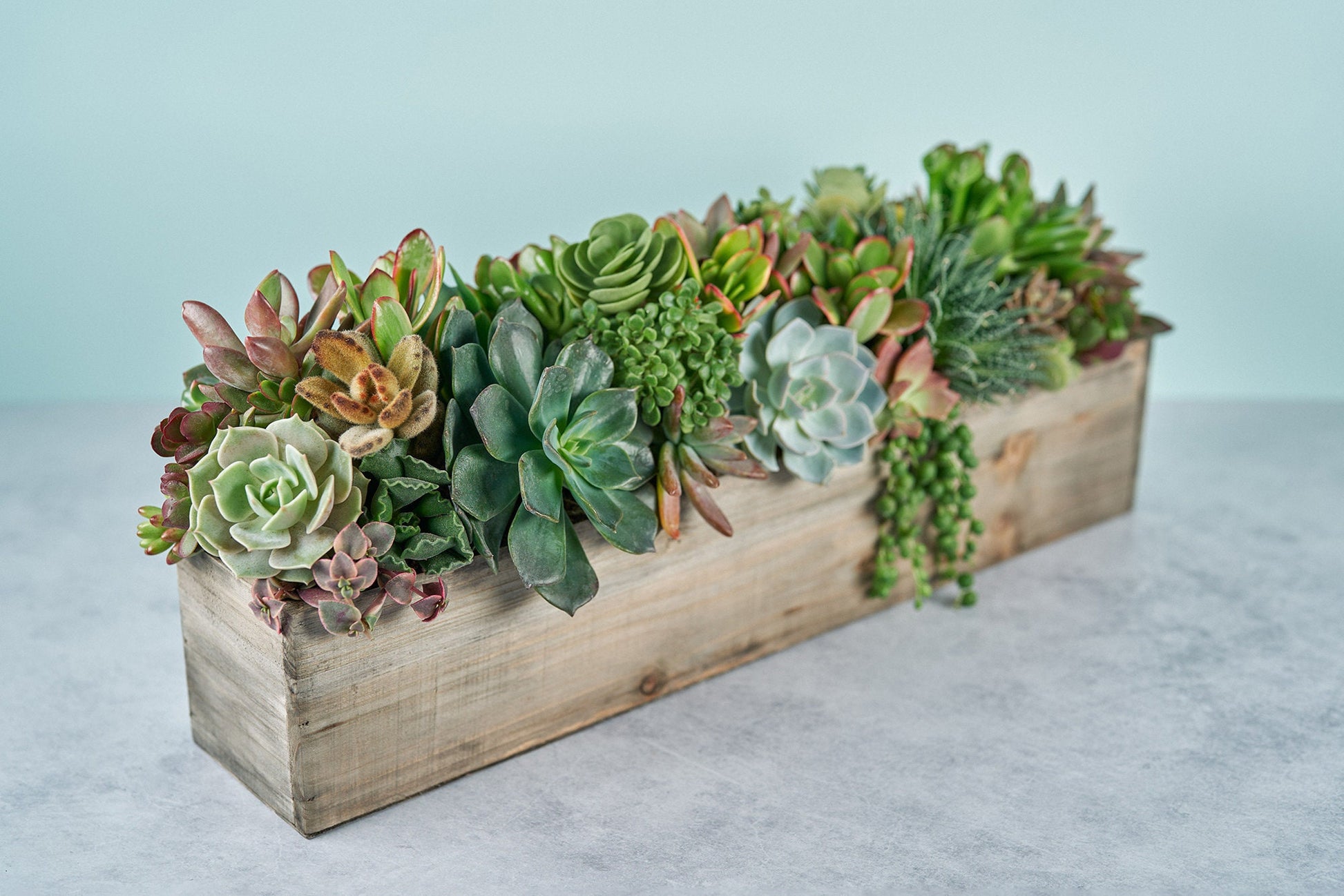Woodland Extra Long Succulent Arrangement | Floral Centerpiece | Earth Friendly Event Table Decor