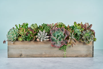 Woodland Extra Long Succulent Arrangement | Floral Centerpiece | Earth Friendly Event Table Decor
